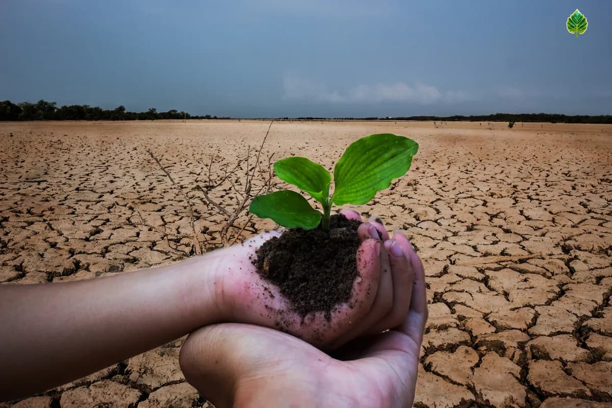 Cover image for Reforestation Meaning 2026: Tools & Global Impact