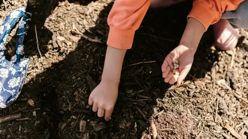 Hands pressing rich organic soil around the base of a young tree sapling during reforestation soil preparation