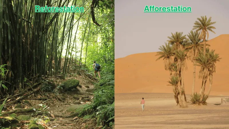 Comparison of reforestation in the Amazon and afforestation in a desert, highlighting their differences.