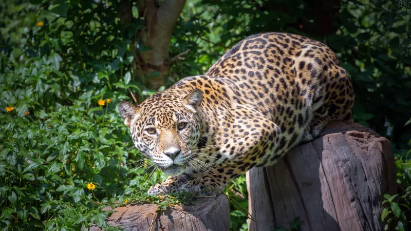 A jaguar thriving in a restored Brazilian Amazon forest due to reforestation efforts.
