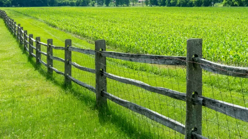 Fenced shelterbelt of newly planted trees on a UK farm, demonstrating integrated land management.